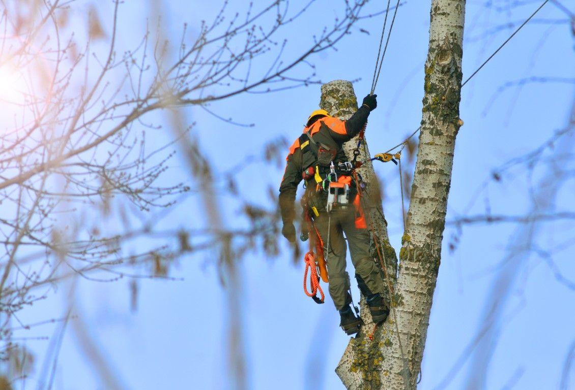 Tree service crew working on a large tree in Yonkers, NY