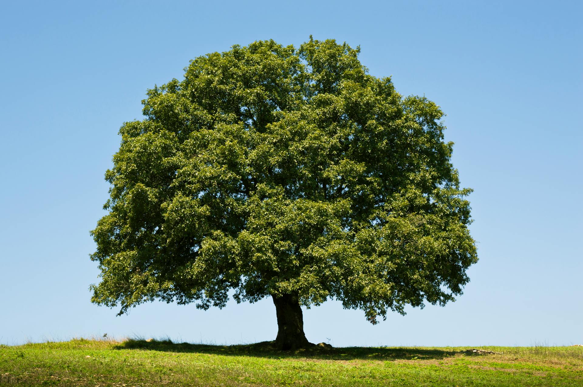 A mature oak tree maintained in healthy condition