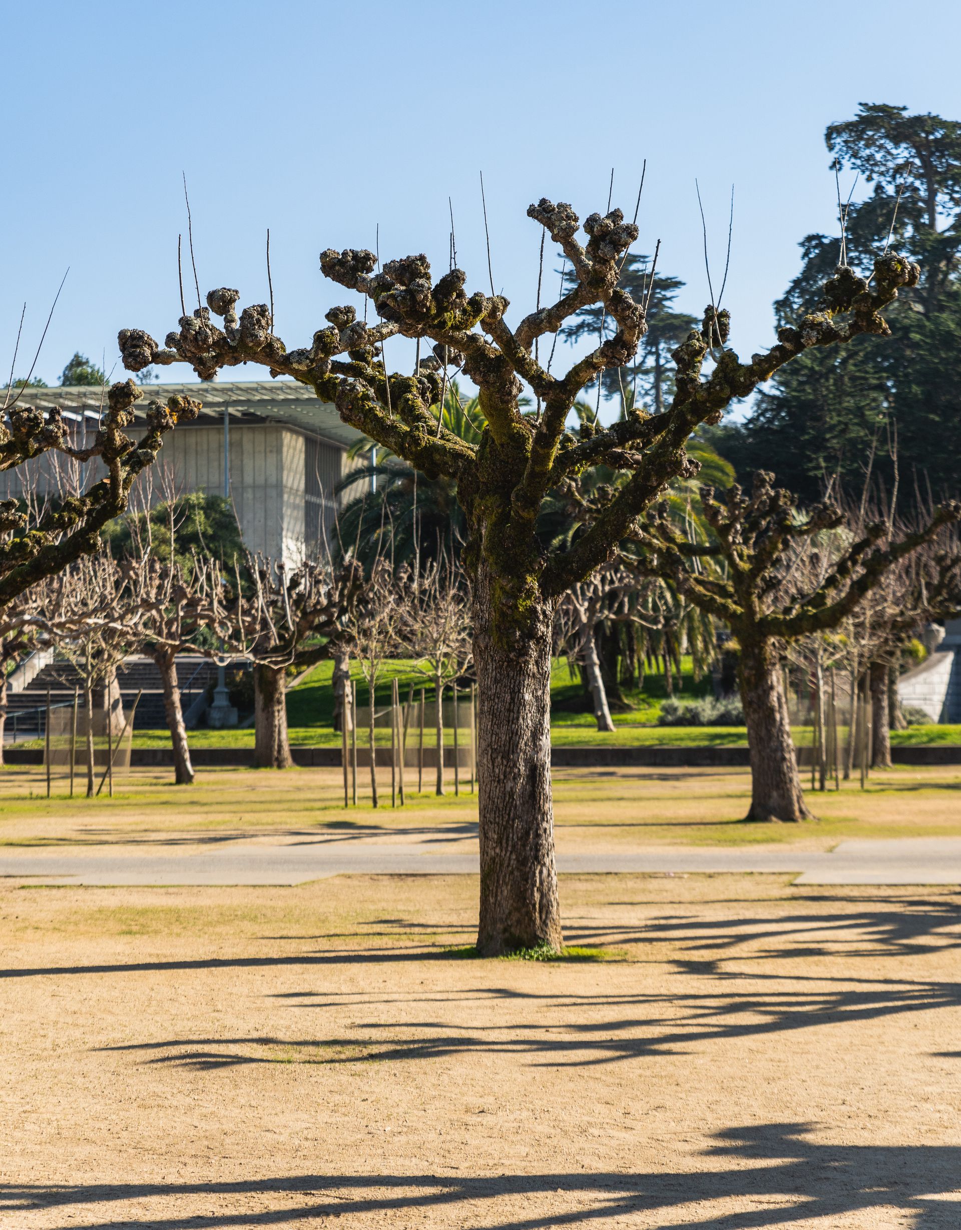 Mature pruned trees lining a Westchester County park